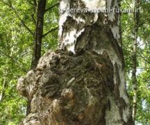 Нарост на березе: как он называется, почему появляется на дереве?