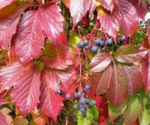 Deviško grozdje: sajenje in nega