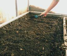 Cultivar rábanos en primavera en un invernadero sin calefacción. ¿A qué temperatura plantar rábanos en un invernadero?