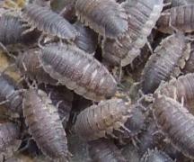 How to get rid of woodlice?