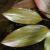 Potamot flottant : description, conditions de croissance