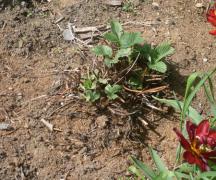 How to prepare and use quail droppings as fertilizer