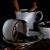 Ghicitor pe zaț de cafea: sens și interpretare