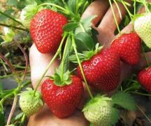 Fertilizing strawberries during flowering with boric acid