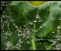 Защита капусты от вредителей: народные и химические средства Капустные вредители