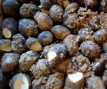 Propagazione della patata - vegetativa, seme o talea La propagazione della patata tramite tuberi è chiamata propagazione del seme