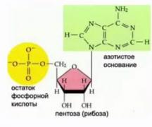 Tipi di struttura e funzioni dell'RNA