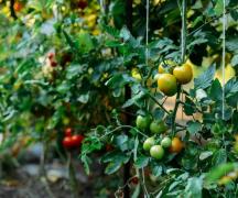 Чем подкормить рассаду томатов после высадки в открытый грунт?
