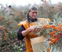 Strumenti e dispositivi per la raccolta rapida e conveniente delle bacche di olivello spinoso Come raccogliere l'olivello spinoso a casa