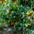 Comment nourrir les plants de tomates après plantation en pleine terre ?