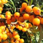 Medicinal properties of sea buckthorn: health benefits and harms of berries, leaves, sea buckthorn oil